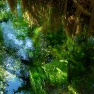 Hoh Rain Forest